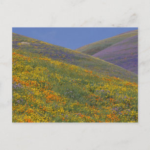 Noord-Amerika, VS, Californië, Los Angeles Briefkaart