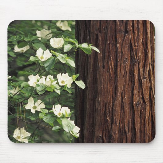 Noord-Amerika, VS, Californië, Yosemite 3 Muismat (Voorkant)