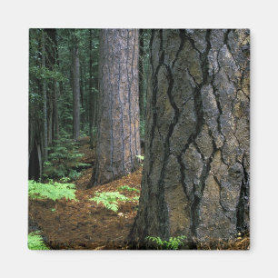 Noord-Amerika, VS, Californië, Yosemite Magneet
