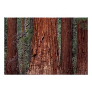 Noord-Amerika, VS, Californië, Yosemite NP, 2 Foto Afdruk