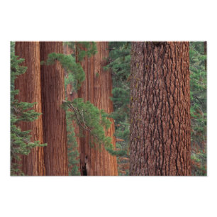 Noord-Amerika, VS, Californië, Yosemite NP, Foto Afdruk