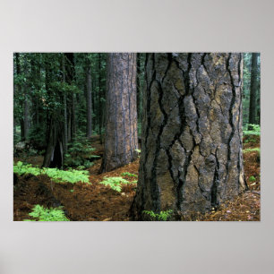 Noord-Amerika, VS, Californië, Yosemite Poster