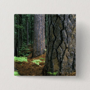 Noord-Amerika, VS, Californië, Yosemite Vierkante Button 5,1 Cm