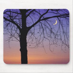 Noord-Amerika, VS, Florida, Mt. Dora, de Muismat