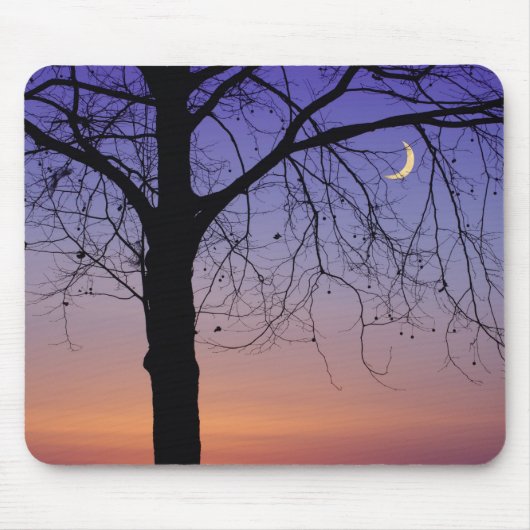 Noord-Amerika, VS, Florida, Mt. Dora, de Muismat (Voorkant)