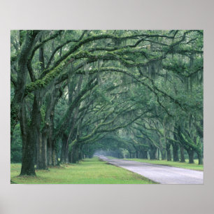 Noord-Amerika, VS, Georgia, Savannah, Poster