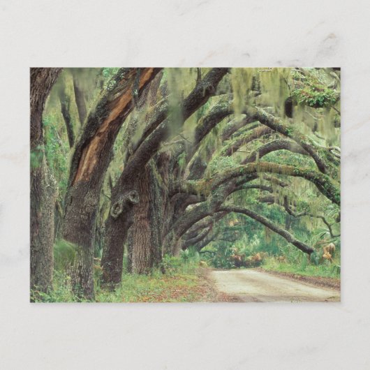 Noord-Amerika, VS, Georgië, Cumberland 2 Briefkaart (Voorkant)