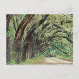 Noord-Amerika, VS, Georgië, Cumberland 2 Briefkaart