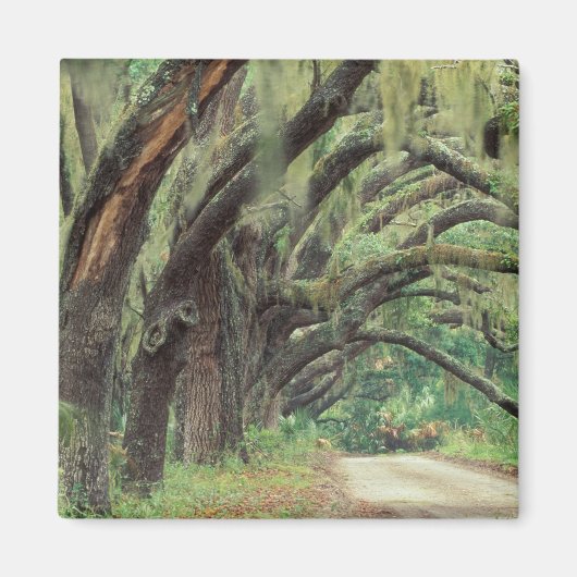 Noord-Amerika, VS, Georgië, Cumberland 2 Magneet (Voorkant)