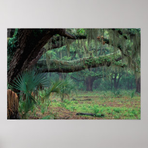 Noord-Amerika, VS, Georgië, Cumberland Poster