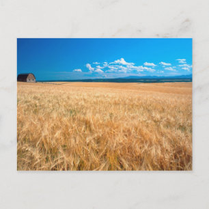 Noord-Amerika, VS, Idaho. Gerstveld in Briefkaart