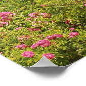 Noord-Amerika, VS, Massachusetts, Martha's Poster (Hoek)