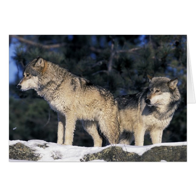 Noord-Amerika, VS, Minnesota. Wolf Canis 2 (Voorkant Horizontaal)