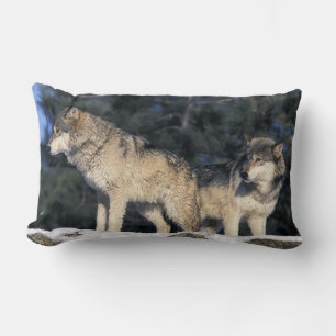 Noord-Amerika, VS, Minnesota. Wolf Canis 2 Kussen