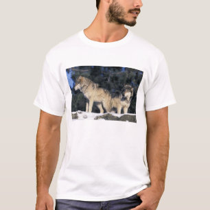 Noord-Amerika, VS, Minnesota. Wolf Canis 2 T-shirt