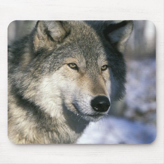 Noord-Amerika, VS, Minnesota. Wolf Canis 3 Muismat (Voorkant)