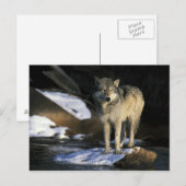 Noord-Amerika, VS, Minnesota. Wolf (Canis Briefkaart (Voorkant / Achterkant)