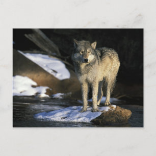 Noord-Amerika, VS, Minnesota. Wolf (Canis Briefkaart