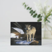 Noord-Amerika, VS, Minnesota. Wolf (Canis Briefkaart (Staand voorkant)