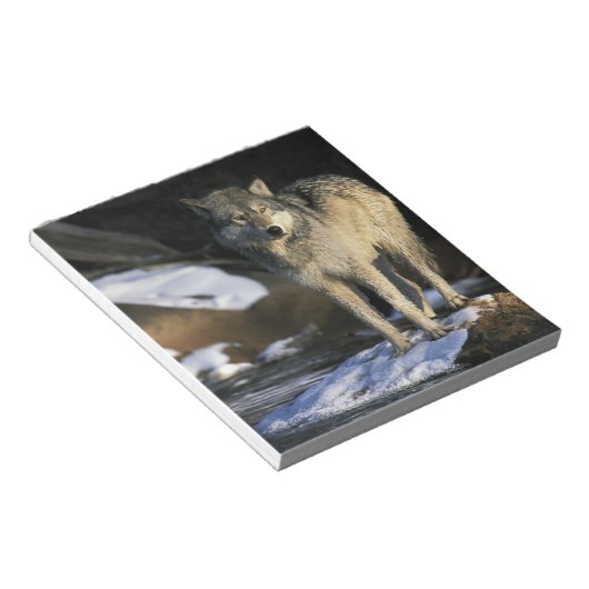 Noord-Amerika, VS, Minnesota. Wolf (Canis Notitieblok (Schuin)