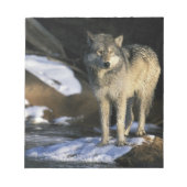 Noord-Amerika, VS, Minnesota. Wolf (Canis Notitieblok (Voorkant)