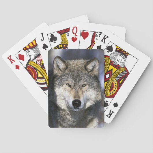Noord-Amerika, VS, Minnesota. Wolf Canis Pokerkaarten (Achterkant)