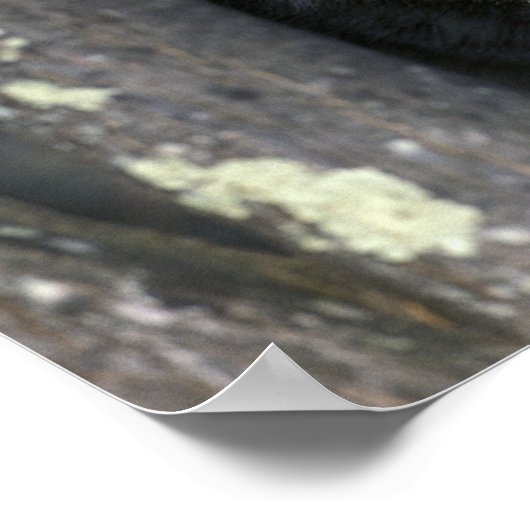 Noord-Amerika, VS, Minnesota. Wolf Canis Poster (Hoek)