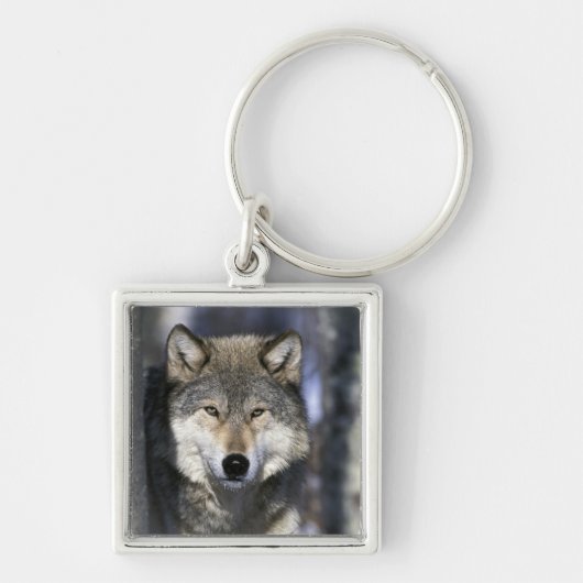 Noord-Amerika, VS, Minnesota. Wolf Canis Sleutelhanger (Voorkant)