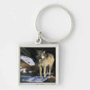 Noord-Amerika, VS, Minnesota. Wolf (Canis Sleutelhanger