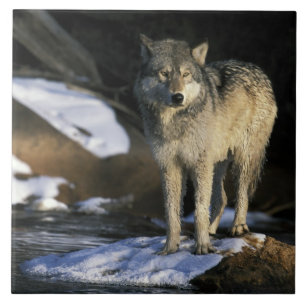 Noord-Amerika, VS, Minnesota. Wolf (Canis Tegeltje