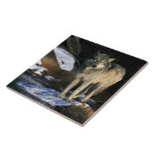 Noord-Amerika, VS, Minnesota. Wolf (Canis Tegeltje (Zijkant)