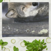 Noord-Amerika, VS, Minnesota. Wolf Canis Theedoek (Gevouwen)