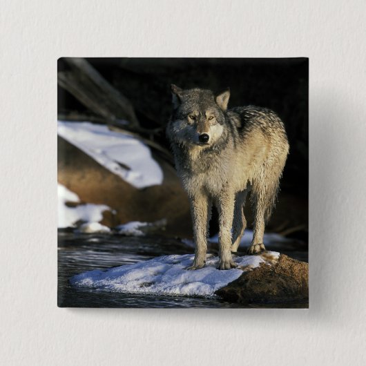 Noord-Amerika, VS, Minnesota. Wolf (Canis Vierkante Button 5,1 Cm (Voorkant)