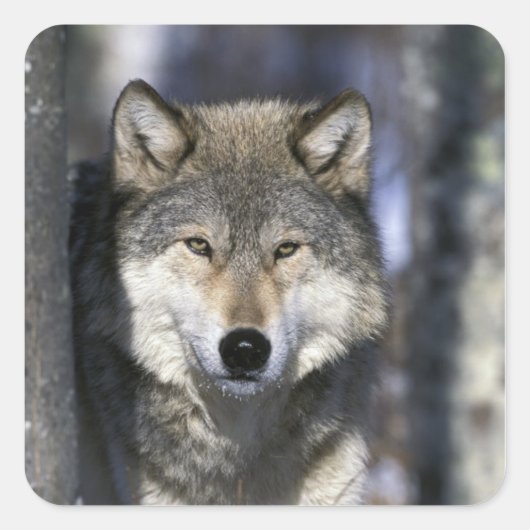 Noord-Amerika, VS, Minnesota. Wolf Canis Vierkante Sticker (Voorkant)