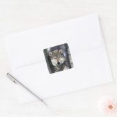 Noord-Amerika, VS, Minnesota. Wolf Canis Vierkante Sticker (Envelop)