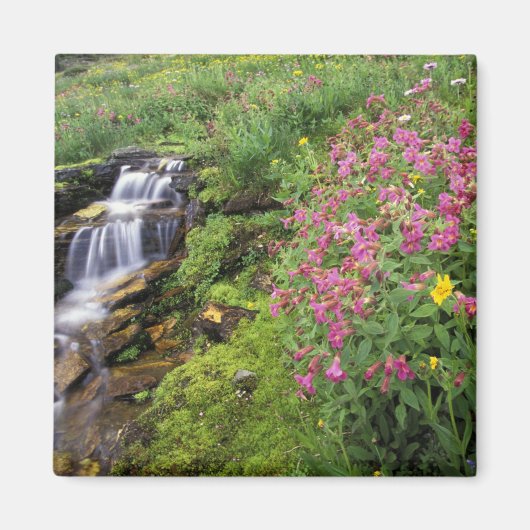 Noord-Amerika, VS, Montana, Glacier National 4 Magneet (Voorkant)