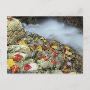 Noord-Amerika, VS, NH, Herfst in New England. Briefkaart