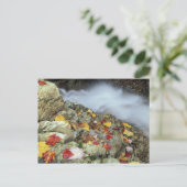 Noord-Amerika, VS, NH, Herfst in New England. Briefkaart (Staand voorkant)