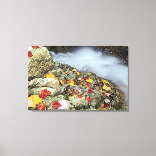 Noord-Amerika, VS, NH, Herfst in New England. Canvas Afdruk (Voorkant)