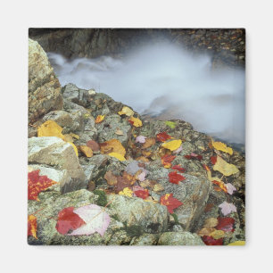 Noord-Amerika, VS, NH, Herfst in New England. Magneet