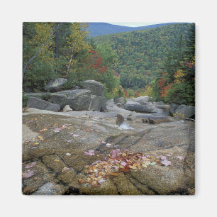 Noord-Amerika, VS, NH, Herfstloof in New Magneet