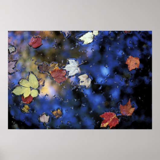 Noord-Amerika, VS, NH, Landen in een vijver Poster (Voorkant)