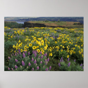 Noord-Amerika, VS, Oregon, Columbia River Poster