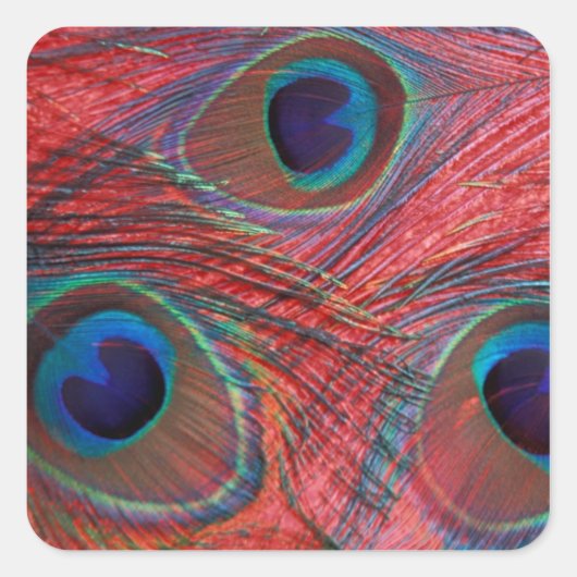 Noord-Amerika, VS, WA, Redmond, Peacock Vierkante Sticker (Voorkant)