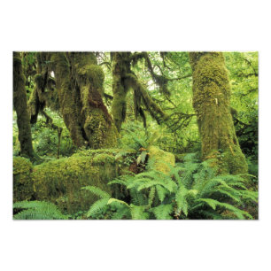 Noord-Amerika, VS, Washington, Olympic 2 Foto Afdruk