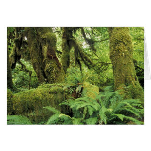 Noord-Amerika, VS, Washington, Olympic 3