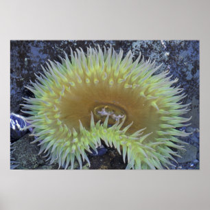 Noord-Amerika, VS, Washington, Olympic 4 Poster