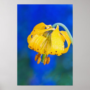 Noord-Amerika, VS, Washington, Olympic 5 Poster