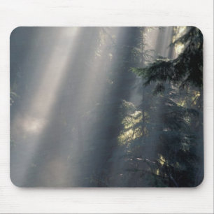 Noord-Amerika, VS, Washington, Olympic NP, Muismat