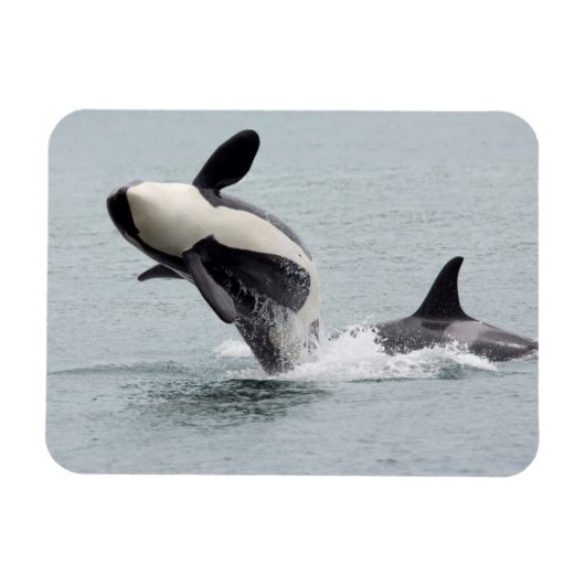 Noord-Amerika, VS, Washington, San Juan Magneet (Horizontaal)